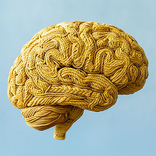 <b>Brain Support</b>