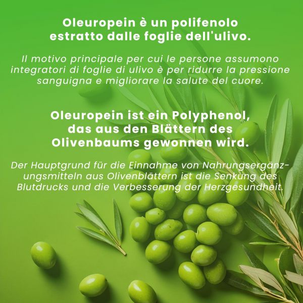 topf fr olivenbaum Olivenbaum Olea Europaea XL  vielgrn